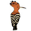 Hoopoe Eurasian hoopoe Birds Bird