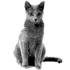Russian Blue cat