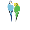 Budgerigar Heart