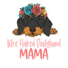 Rough-haired dachshund MAMA