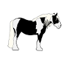 Irish Tinker Reiten Pferd Pferde
