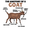 Anatomy of a goat cute goats explanation