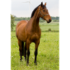 Cheval. Cheval.