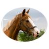 Horse. Pferd.