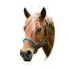 Cheval. Cheval.