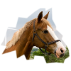 Cheval. Cheval.