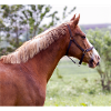 Cheval. Cheval.