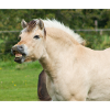 Cheval. Cheval.