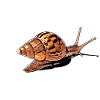 snail with shadow