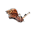 snail with dots