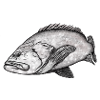 Mérou