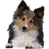 Dani, le Sheltie