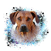rhodesianridgeback, Hund,Hunderasse,graffiti
