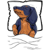 Schlafender Dackel Dachshund Teckel Bett