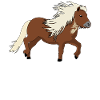 Shetty Shetland Pony Witz Shetlandpony
