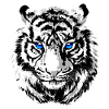 Tiger Head - White Tiger - Cat Wildcat