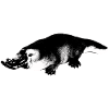 Platypus