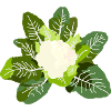 Cabbage Flower Vegetable Garden Vegetable