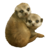 Suricate