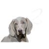 Weimaraner - 2nd birthday