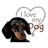 Dachshund – I love dogs