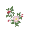 Wild rose and rose hips