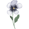 Pansy Violet