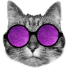 Space kitty
