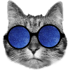 Galaxy cat