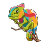 Chameleon iguanas breeding reptiles