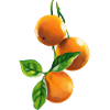 Oranges
