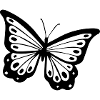 schmetterling