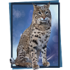 Luchs