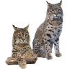 Lynx