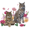 Lynx