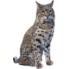 Lynx