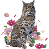 Luchs