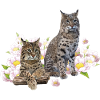 Luchs