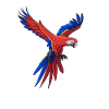 Parrot