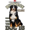 Berner Sennenhund - Schweizer Sennenhund