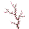 Japanese Cherry Blossom Kawaii