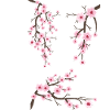 Japanese Cherry Blossom Sakura