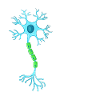 Anatomie Van Neuron Neuroscience Neuroloog