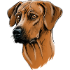 Rhodesian Ridgeback