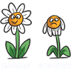 Leben eines Gänseblümchen Mon-Daisy Fri-Daisy