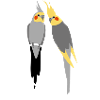 Cockatiel Lovers sur le cœur