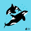 Orcas