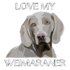 I love my dog Weimaraner
