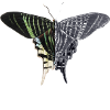 Effet papillon