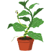 Lutte parmi les plantes